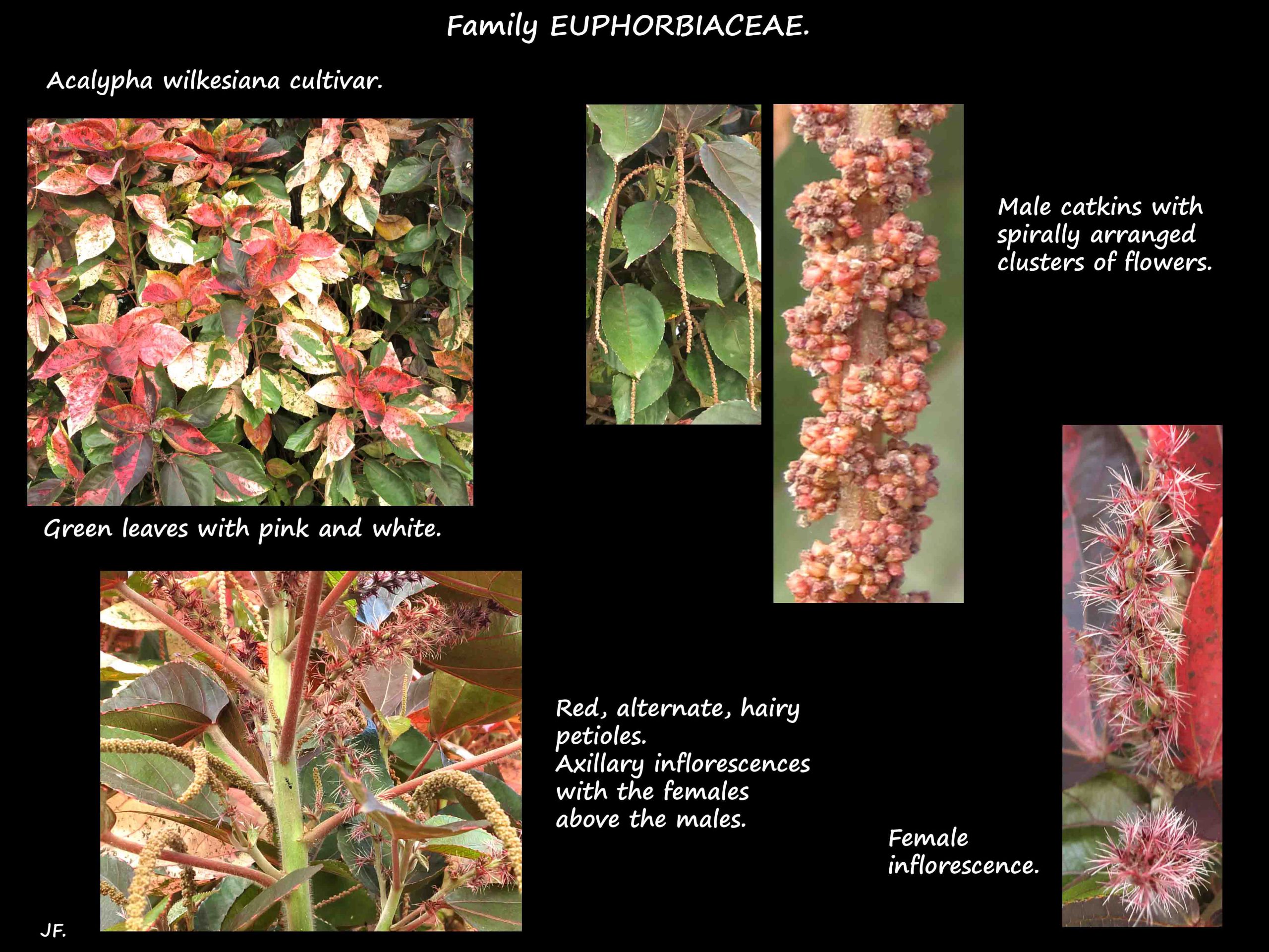 9 Acalypha cultivar 6